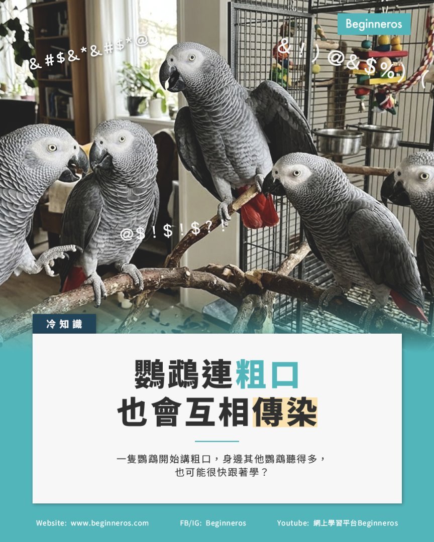 【鸚鵡連粗口也會互相傳染】